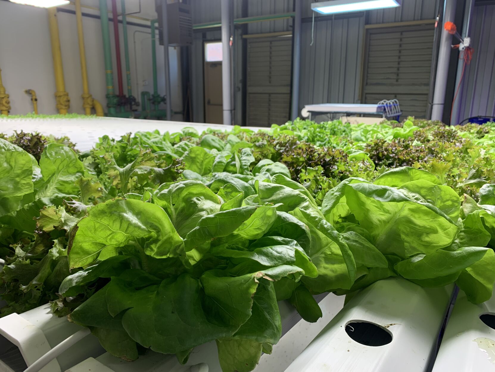 Fully grown lettuce